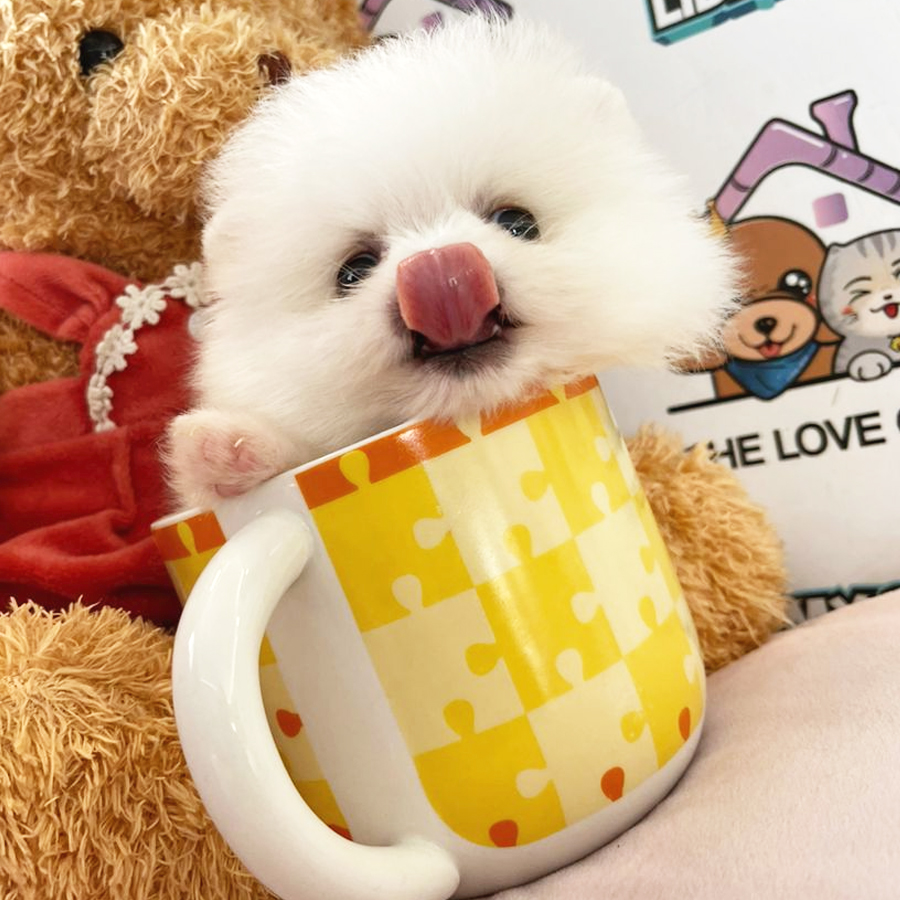 Teacup Pomeranian Puppy (Female) For Sale