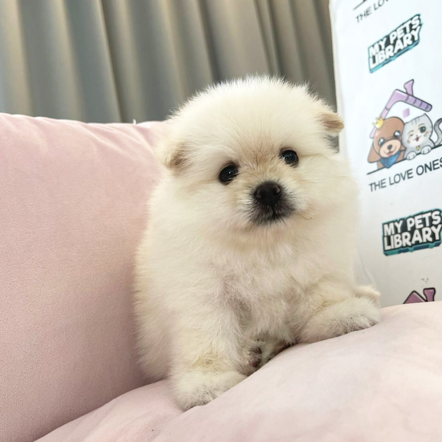 Tiny Pomeranian Puppy (Male) For Sale