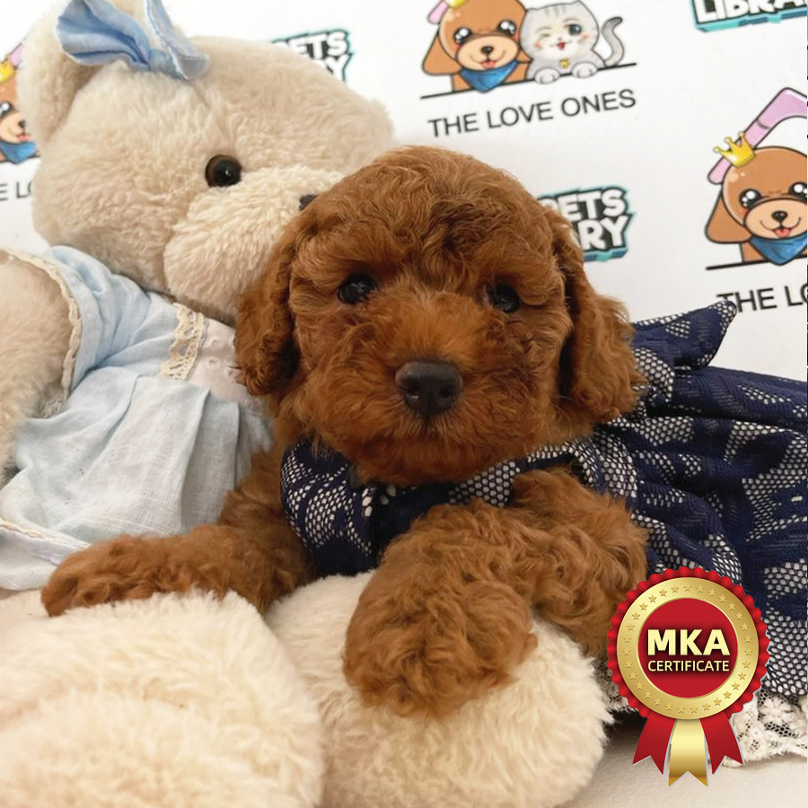 MKA Toy Poodle Puppy (Female) For Sale