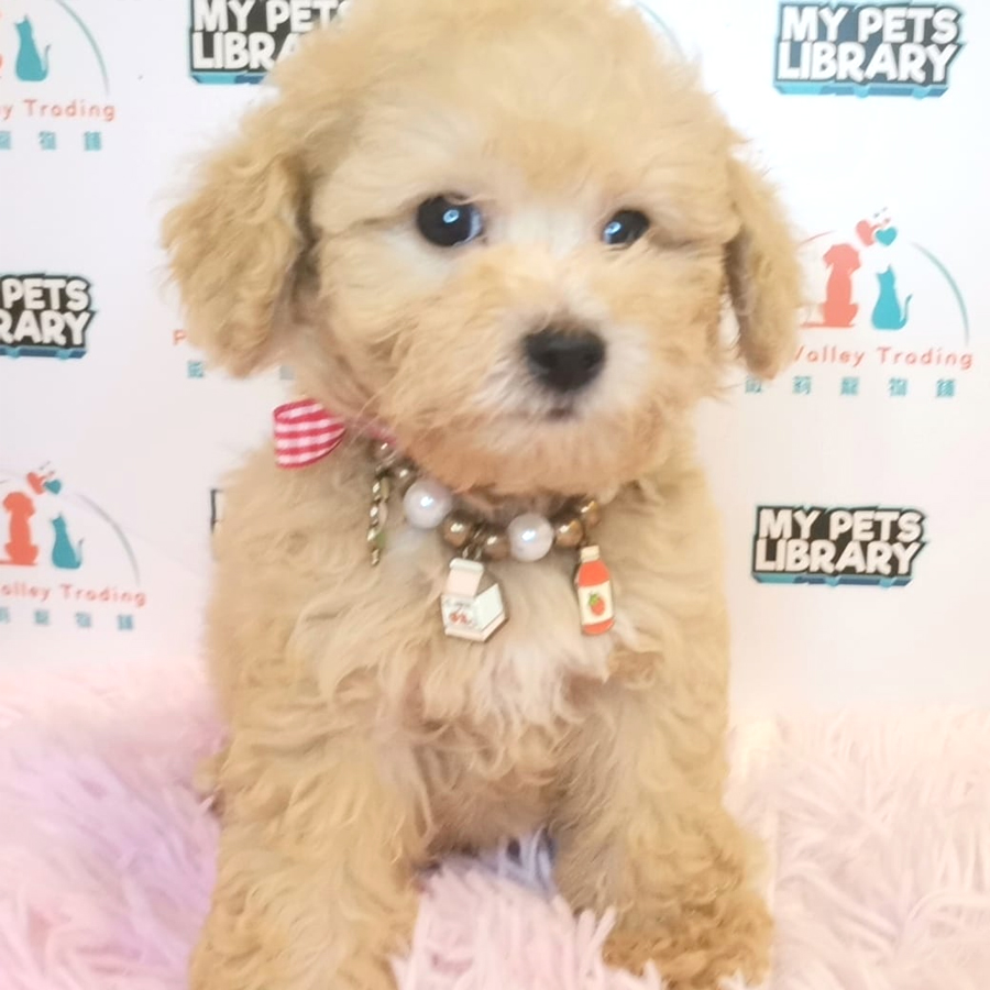 Toy Poodle Puppy (Male) For Sale