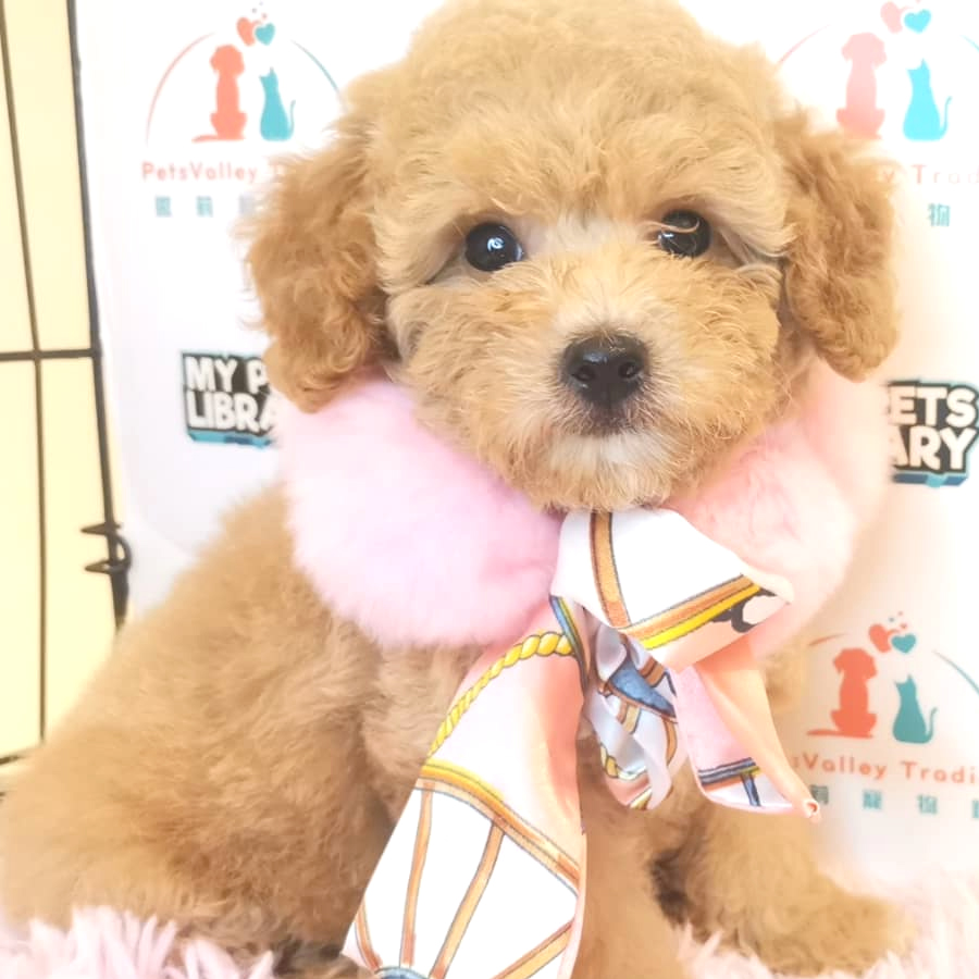 Toy Poodle Puppy (Female) For Sale