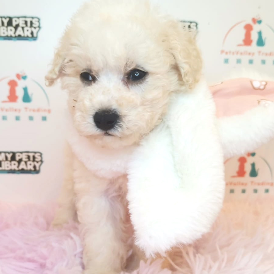 Toy Poodle Puppy (Female) For Sale