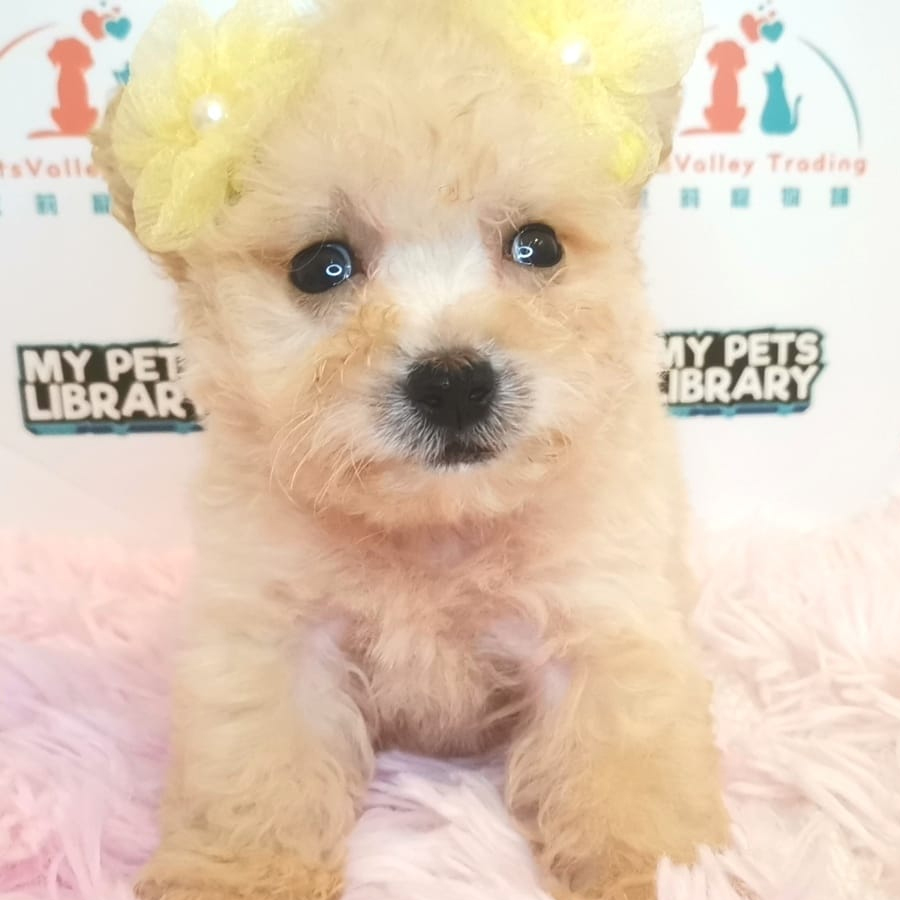 Toy Poodle Puppy (Male) For Sale