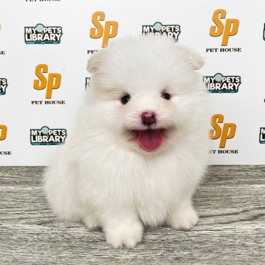 Tiny Pomeranian Puppy (Male) For Sale