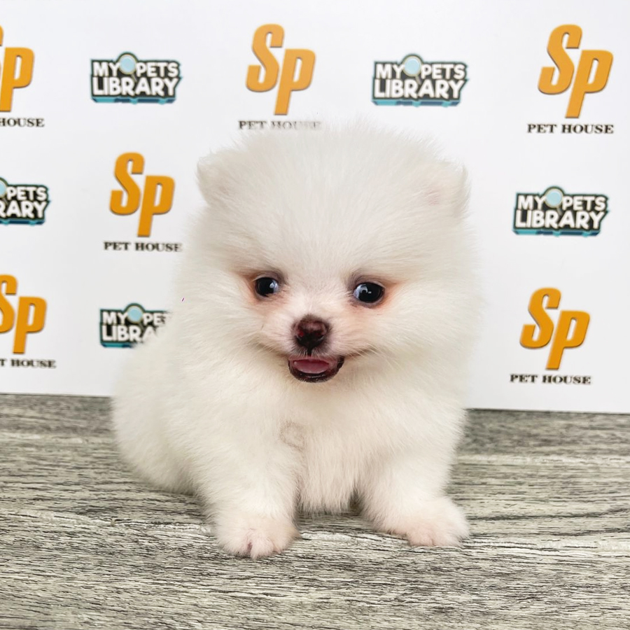 Tiny Pomeranian Puppy (Male) For Sale