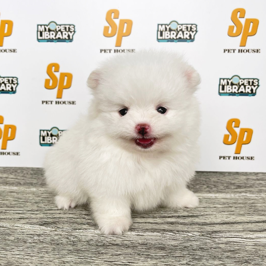 Tiny Pomeranian Puppy (Female) For Sale