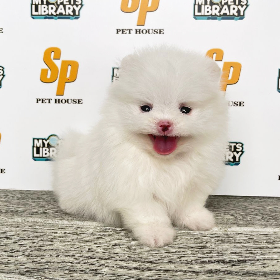 Tiny Pomeranian Puppy (Female) For Sale