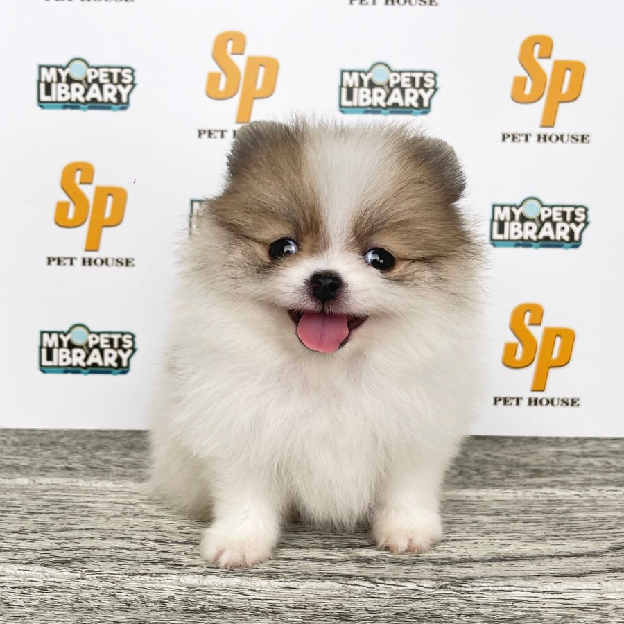 Tiny Pomeranian Puppy (Female) For Sale