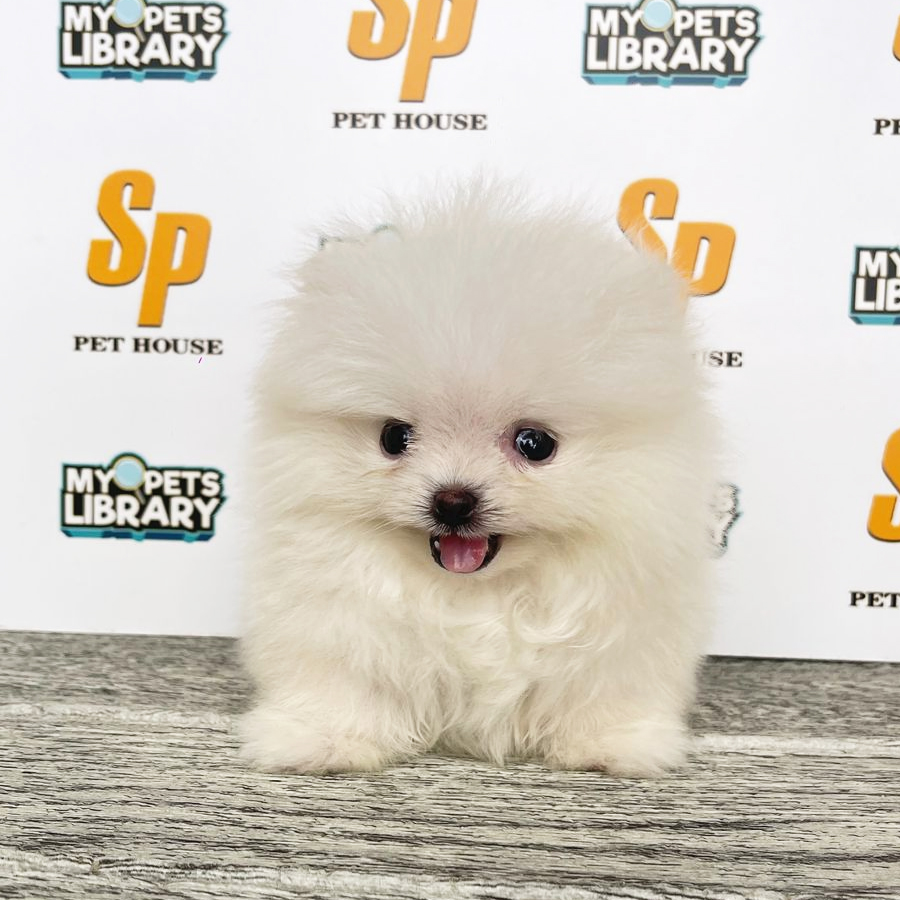 Teacup Pomeranian Puppy (Female) For Sale