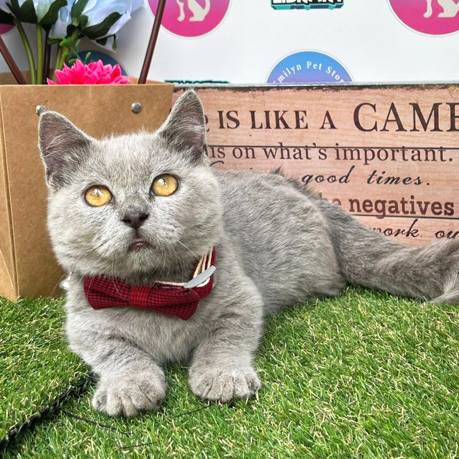 Munchkin British Shorthair Kitten (Male) For Sale