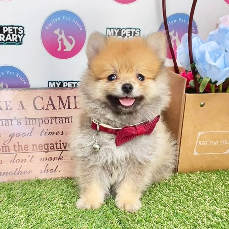 Pomeranian Puppy (Male) For Sale