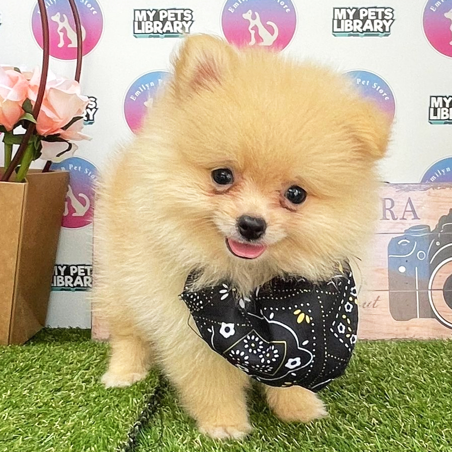 Pomeranian Puppy (Male) For Sale