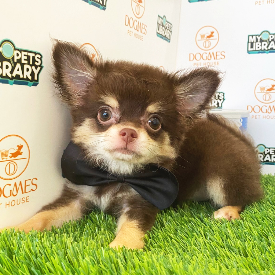 Longcoat Chihuahua Puppy (Male) For Sale