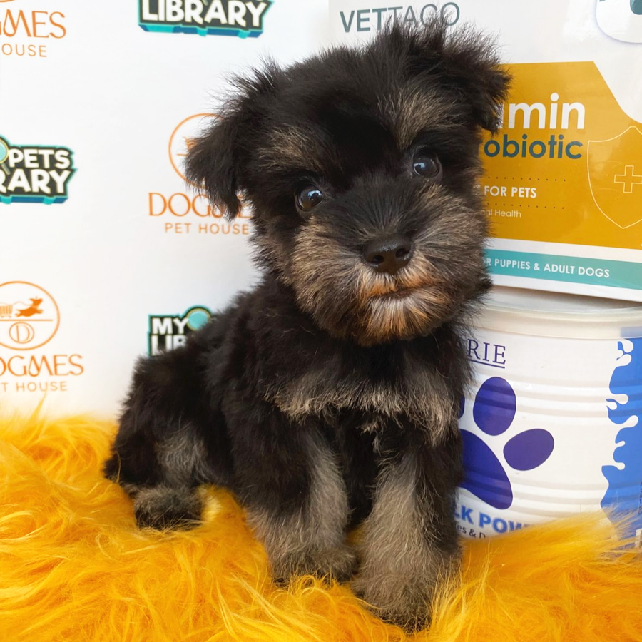 Schnauzer Puppy (Female) For Sale