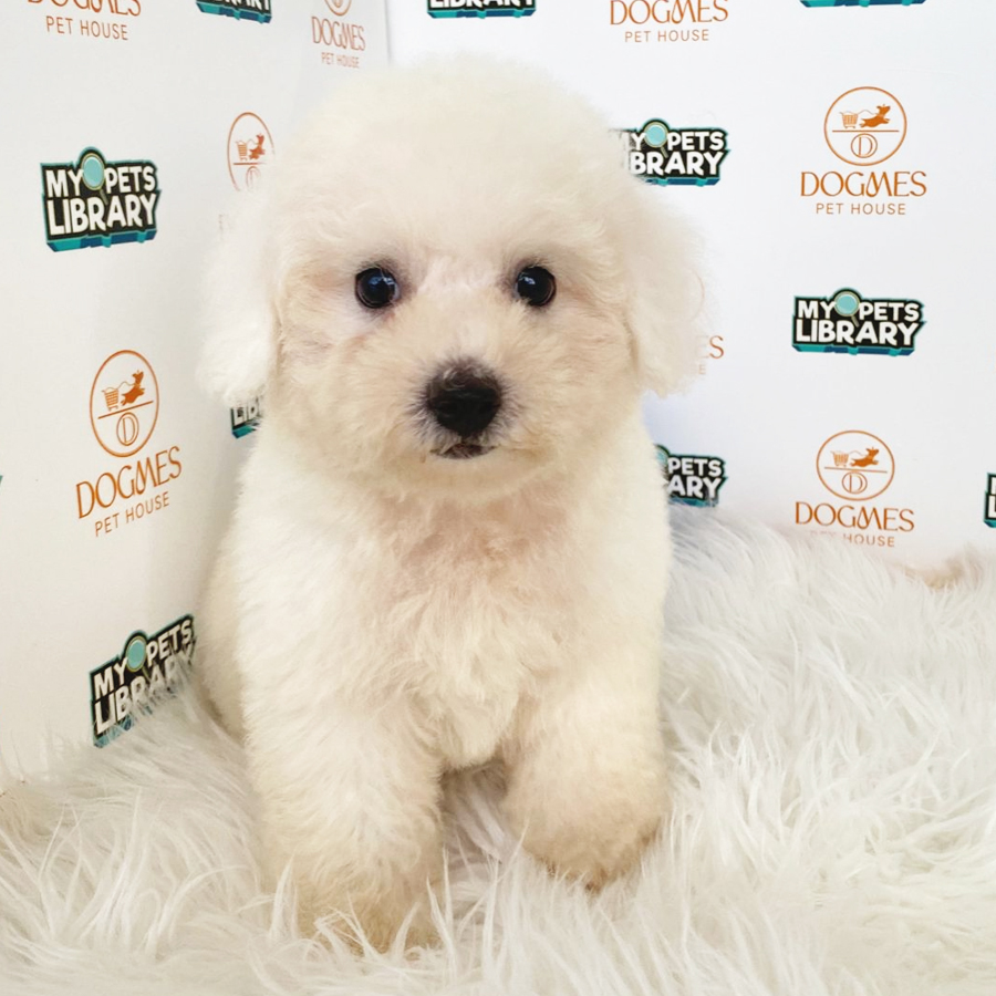 Toy Poodle Puppy (Male) For Sale