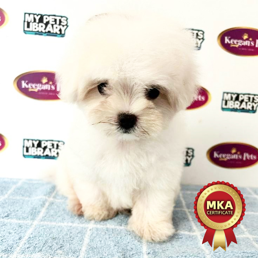 MKA Maltese Puppy (Male) For Sale