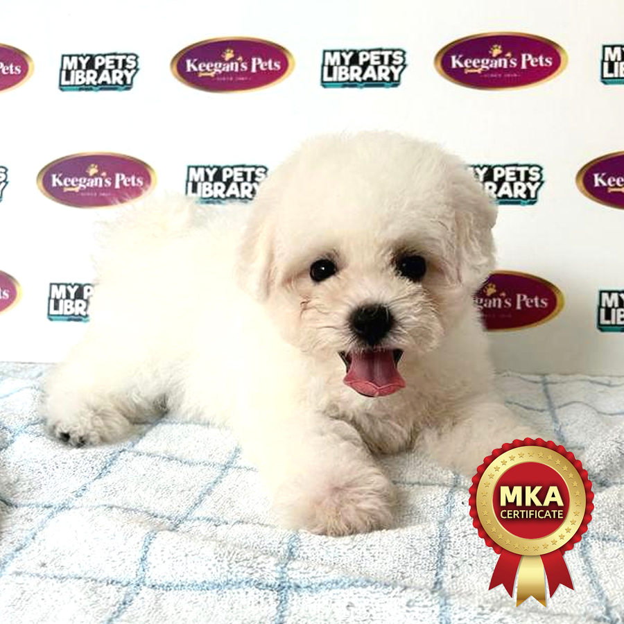 MKA Bichon Frise Puppy (Female) For Sale