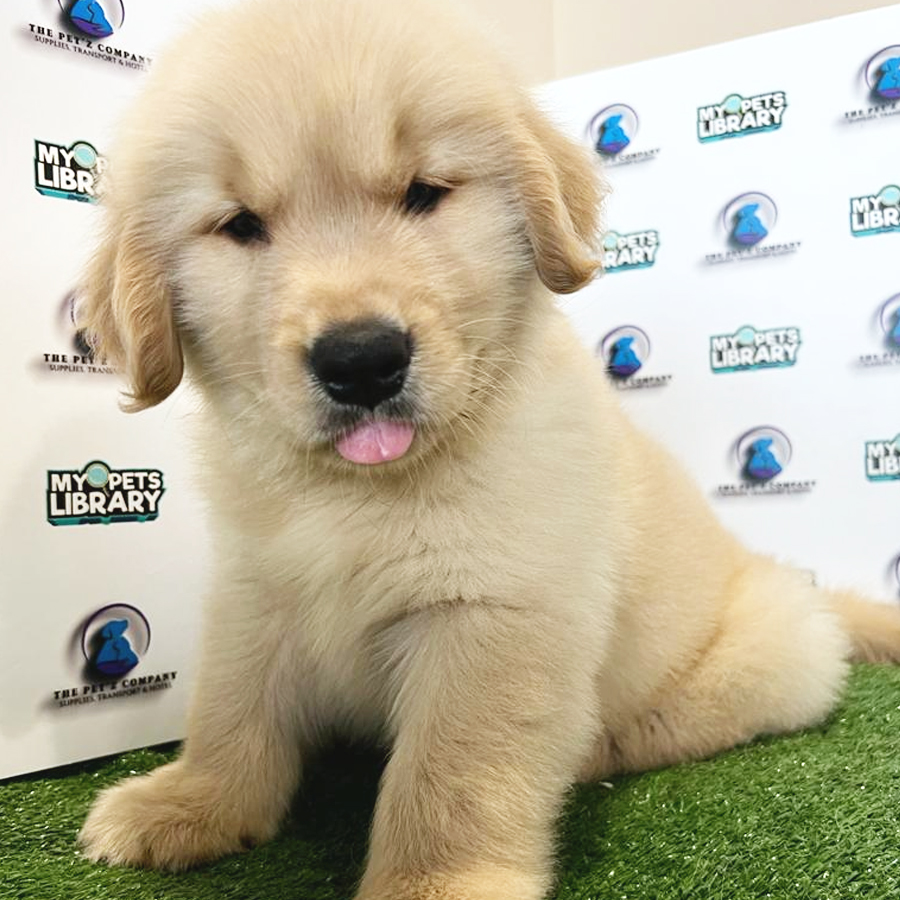 Golden Retriever Puppy (Male) For Sale