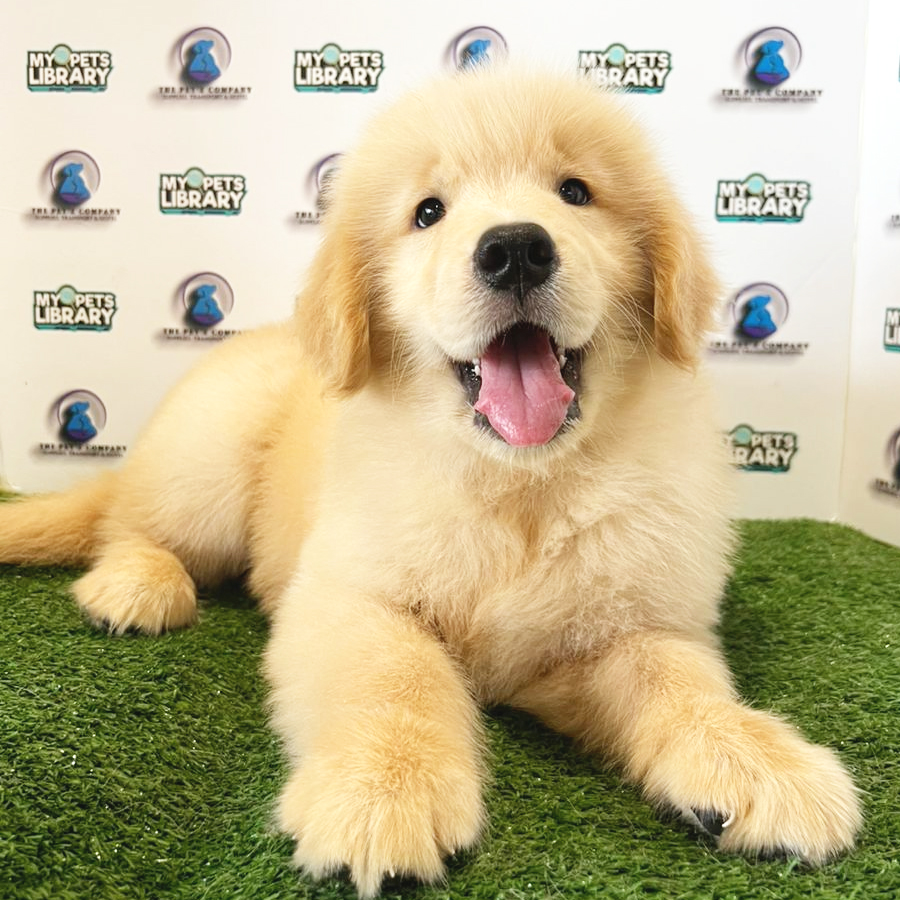 Golden Retriever Puppy (Female) For Sale