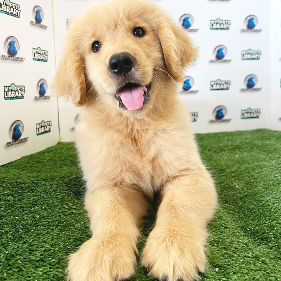 Golden Retriever Puppy (Male) For Sale