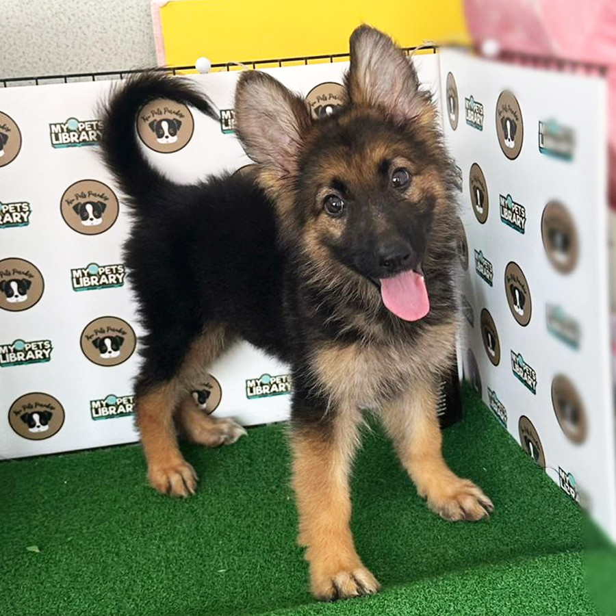German Shepherd Puppy (Female) For Sale
