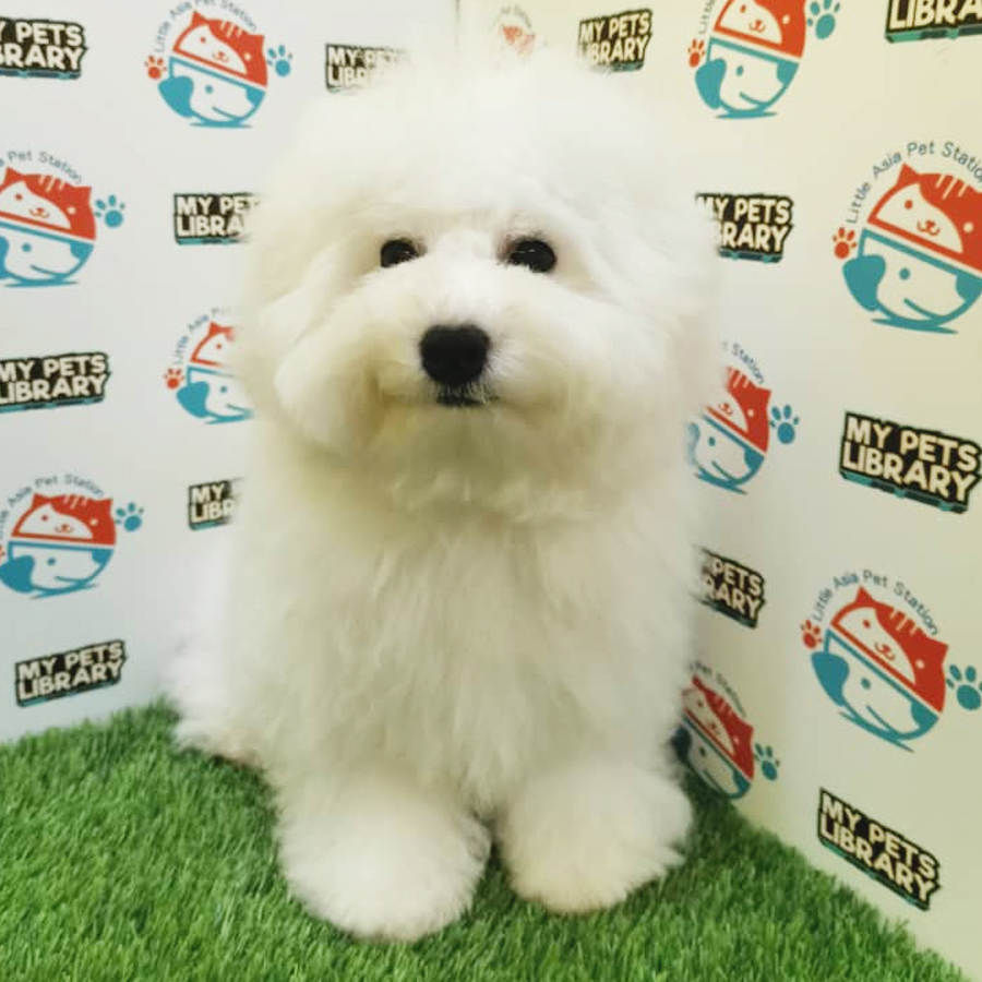 Bichon Frise Puppy (Male) For Sale