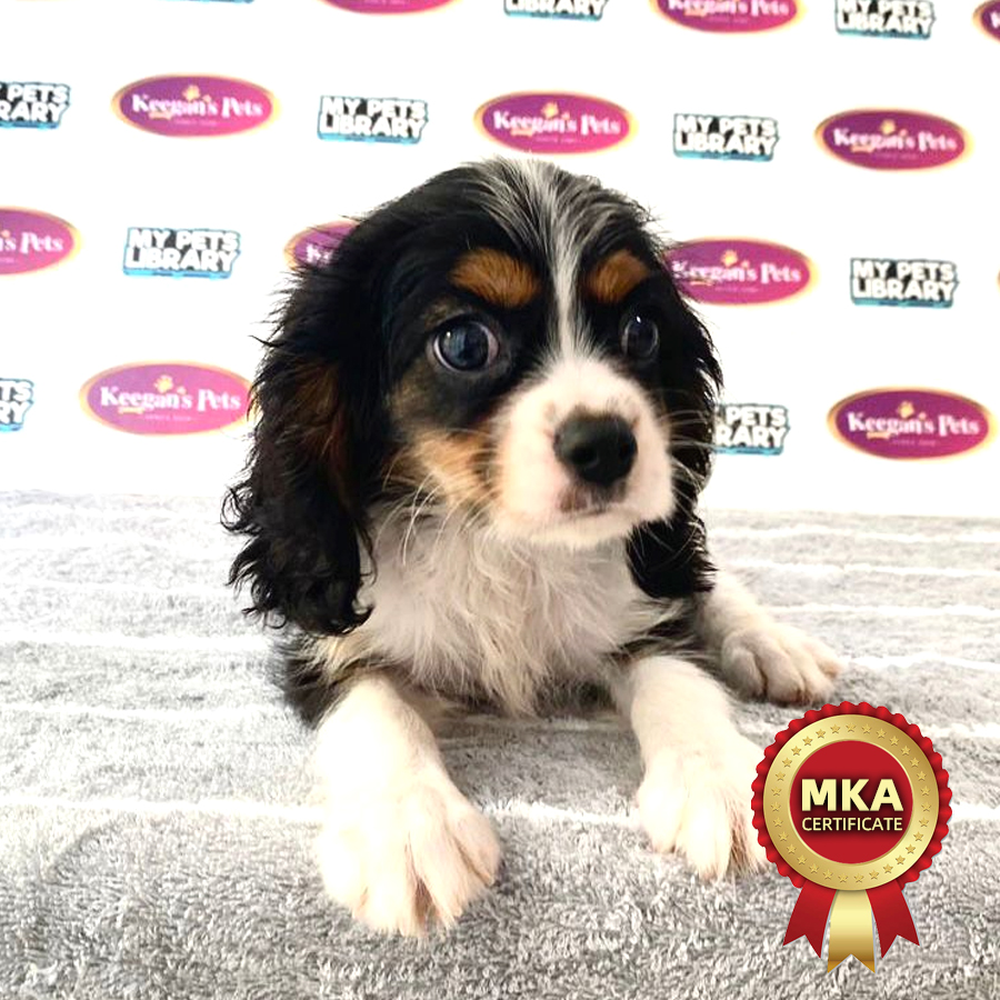MKA Cavalier King Charles Spaniel Puppy (Male) For Sale