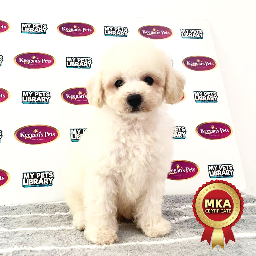 MKA Toy Poodle Puppy (Male) For Sale