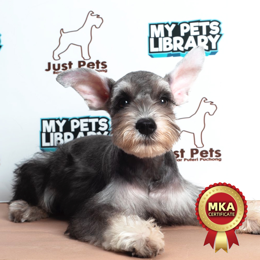 MKA Schnauzer Puppy (Male) For Sale