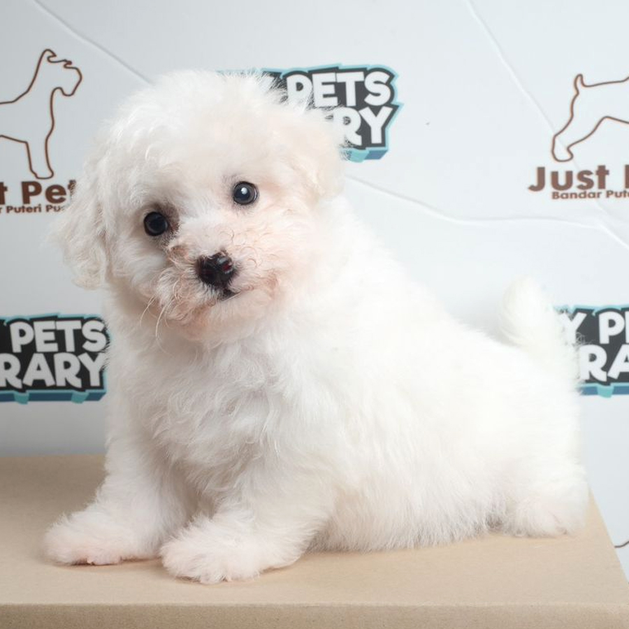 Bichon Frise Puppy (Female) For Sale