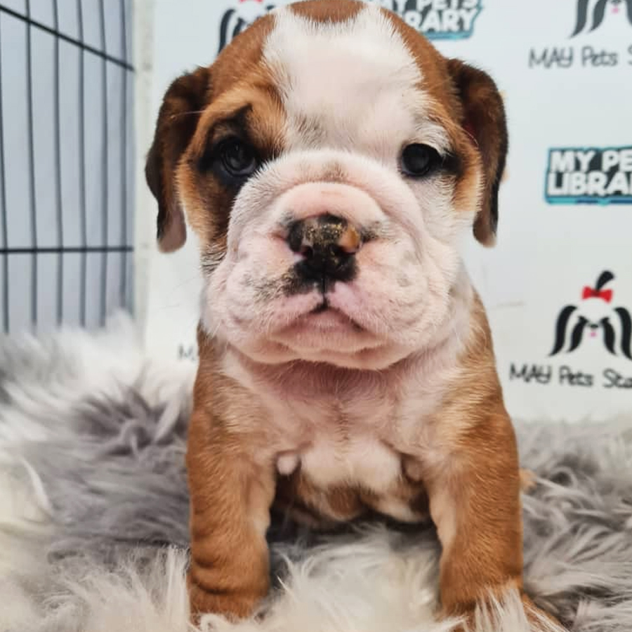 English Bulldog Puppy (Male) For Sale