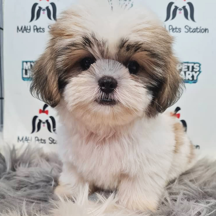 Shih Tzu Puppy (Female) For Sale