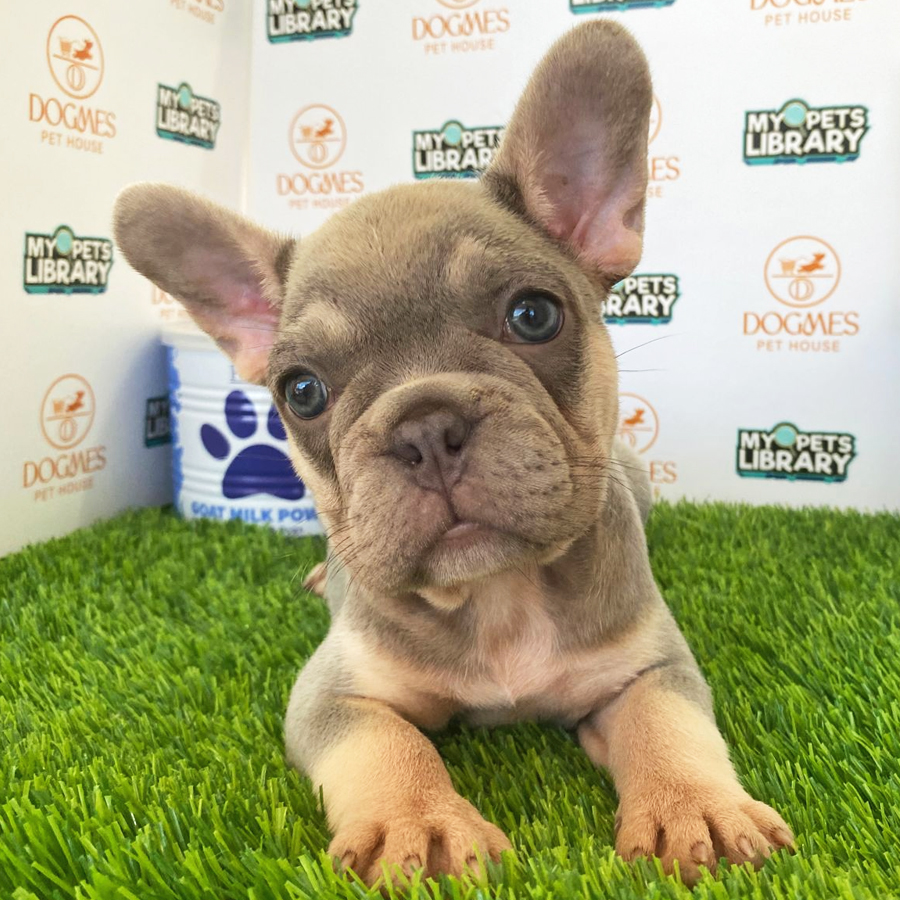French Bulldog Puppy (Female) For Sale