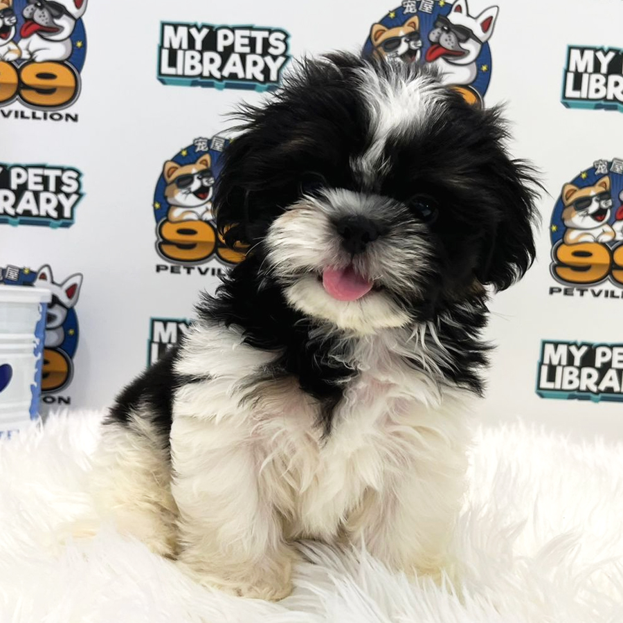 Shih Tzu Puppy (Male) For Sale