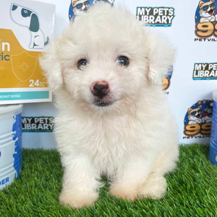 Maltipoo Puppy (Male) For Sale