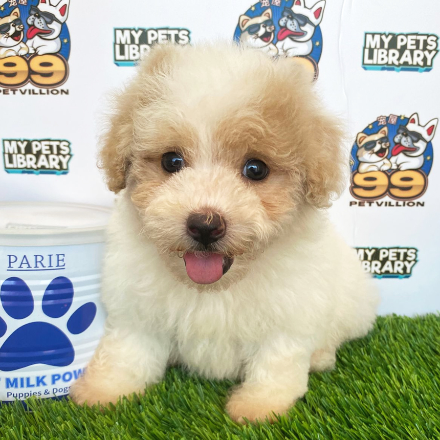 Maltipoo Puppy (Male) For Sale