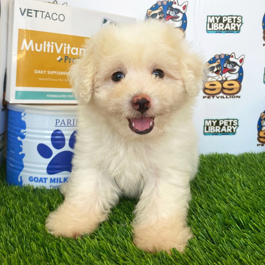 Maltipoo Puppy (Female) For Sale