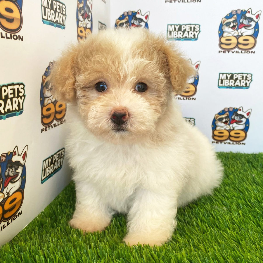 Maltipoo Puppy (Female) For Sale