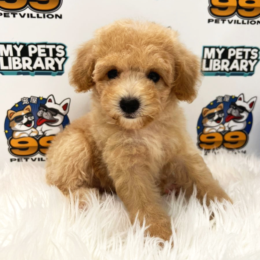Toy Poodle Puppy (Female) For Sale