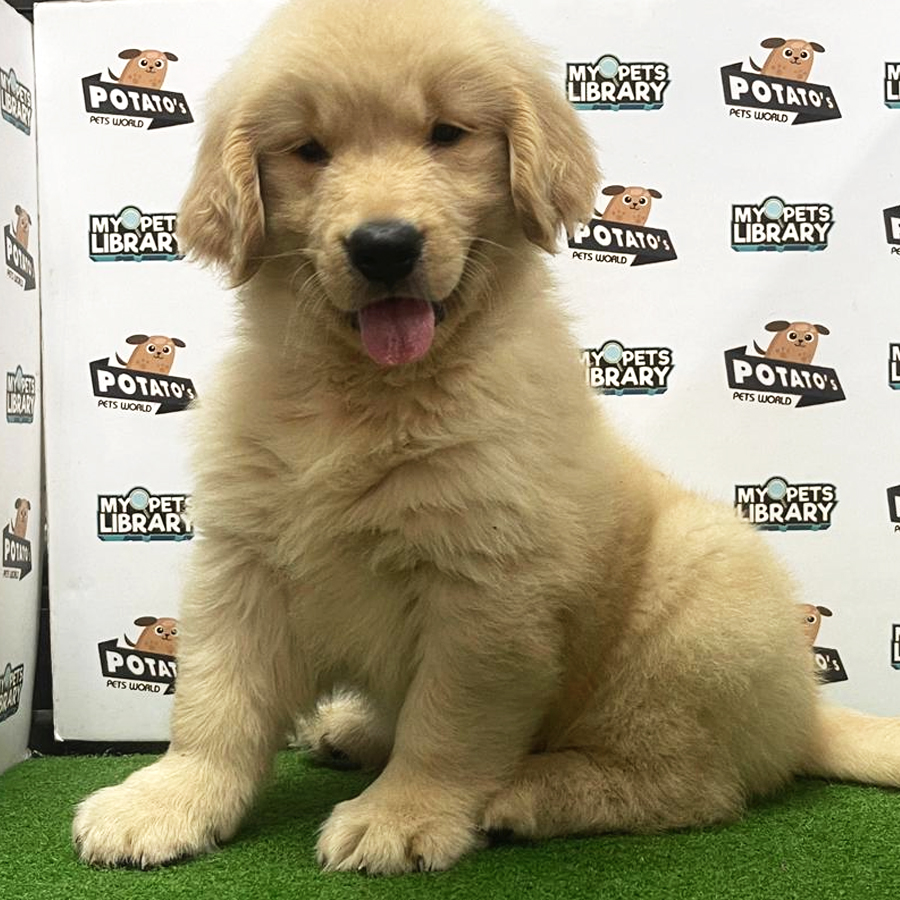 Golden Retriever Puppy (Male) For Sale