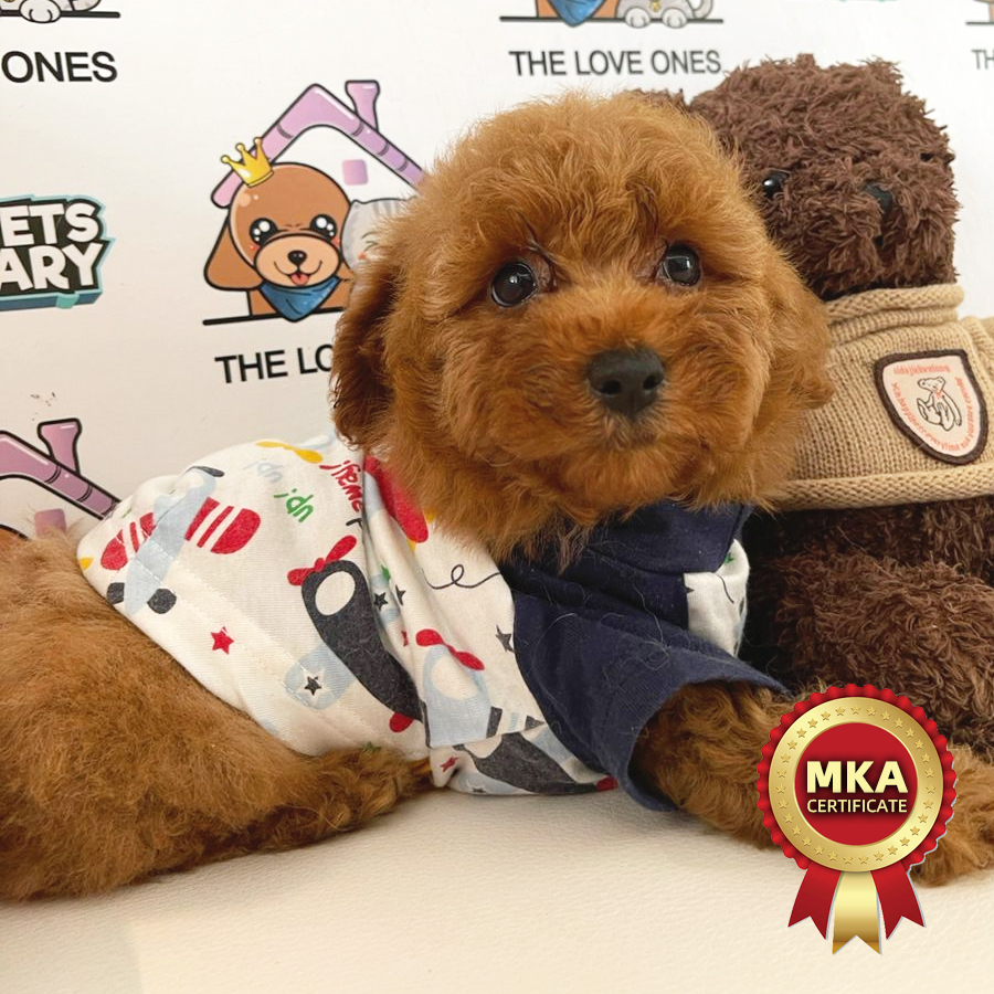 Toy Poodle Puppy (Male) For Sale