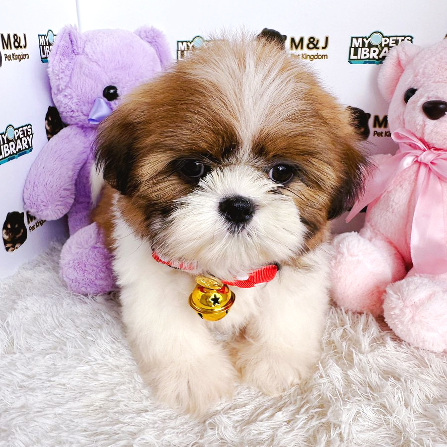 Shih Tzu Puppy (Male) For Sale