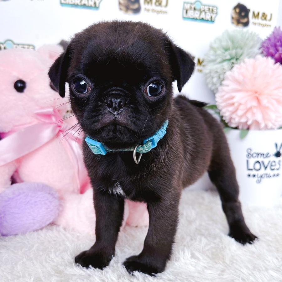 Pug Puppy (Male) For Sale