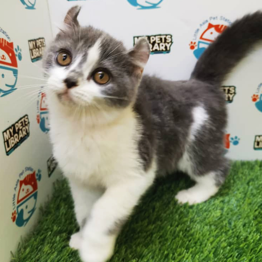 American Curl Kitten (Male) For Sale