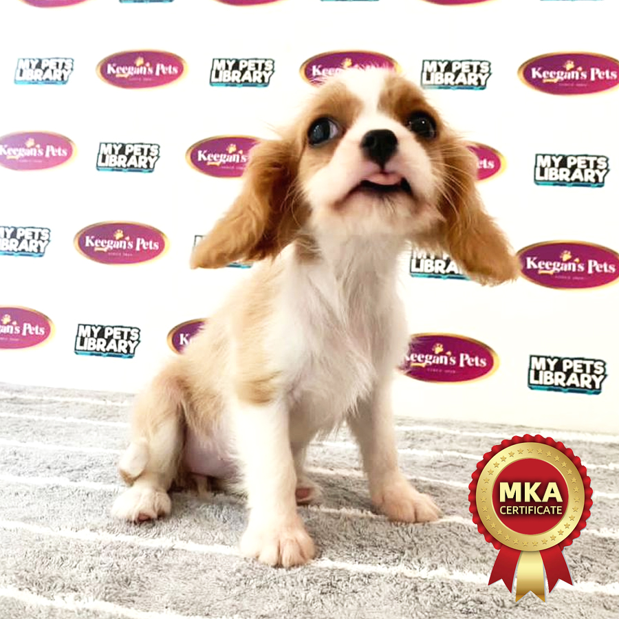 MKA Cavalier King Charles Spaniel Puppy (Female) For Sale