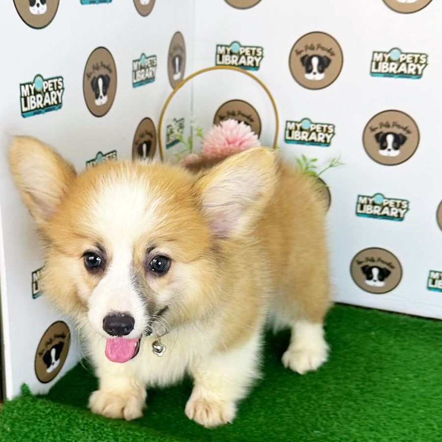 Welsh Corgi Puppy (Female) For Sale
