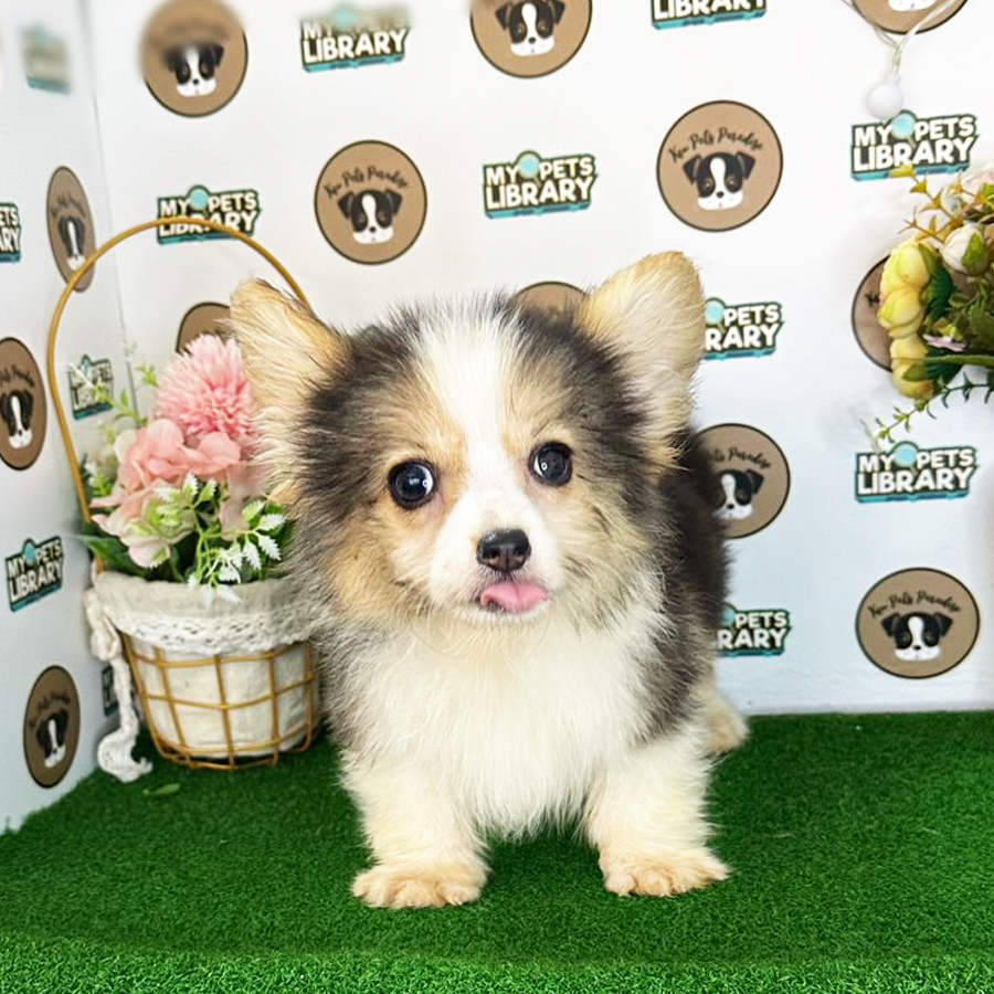 Welsh Corgi Puppy (Male) For Sale
