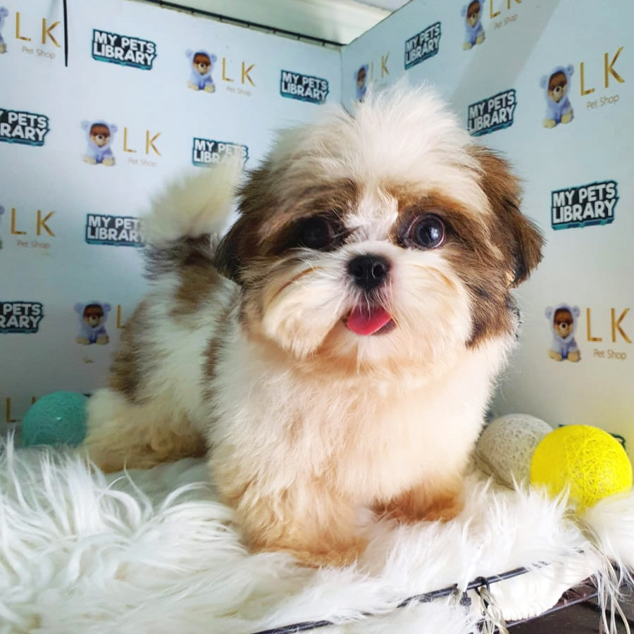 Shih Tzu Puppy (Male) For Sale