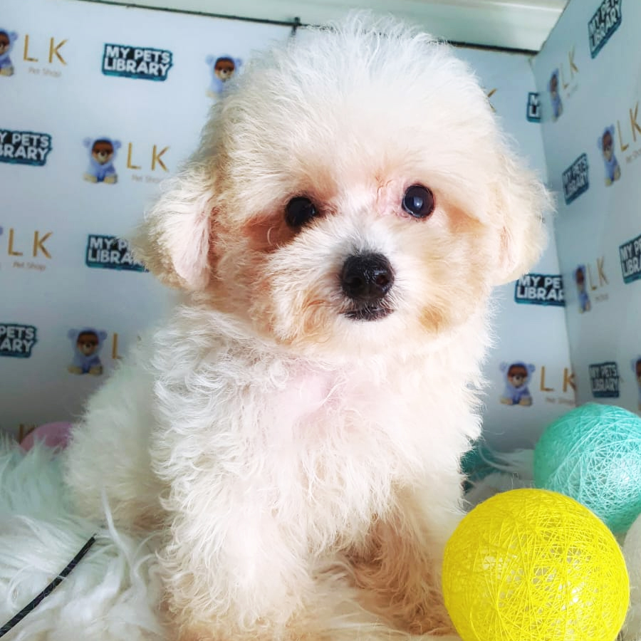Tiny Poodle Puppy (Male) For Sale