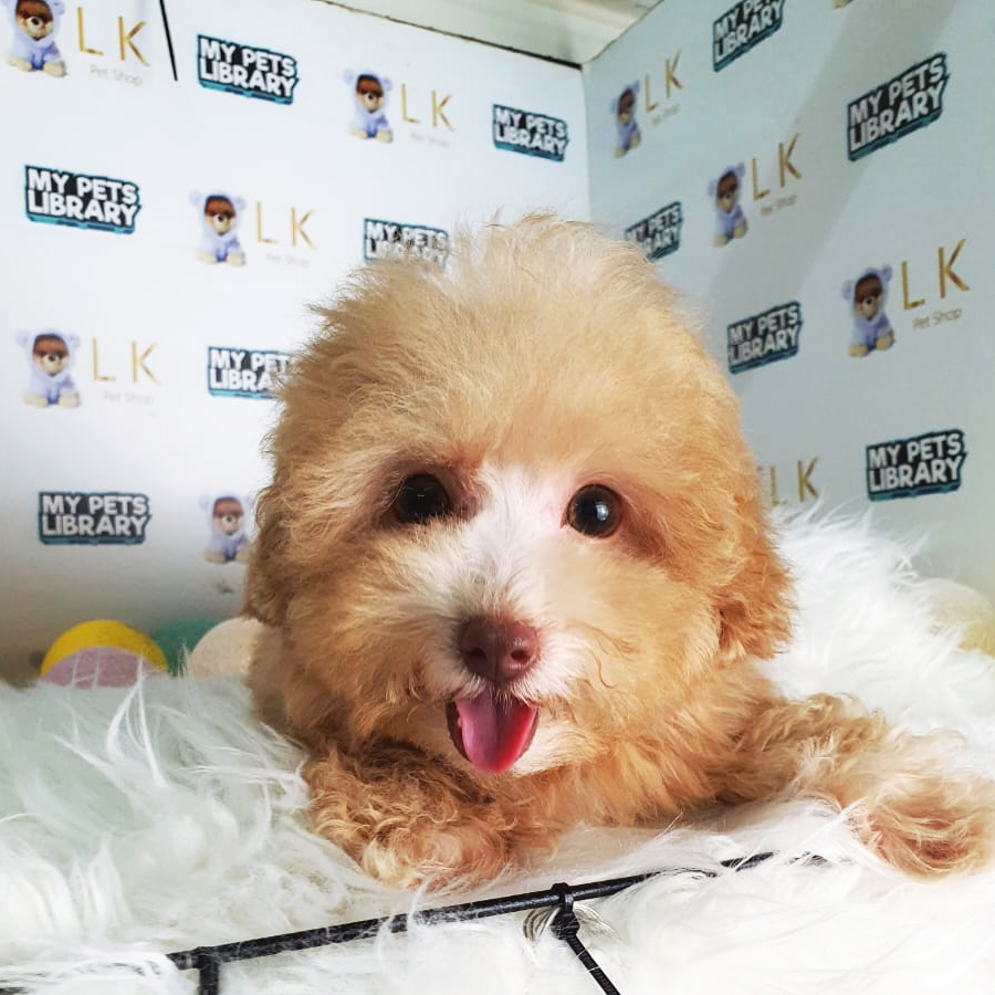 Maltipoo Puppy (Female) For Sale